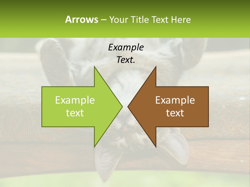 A Cat That Is Laying Down On A Bench PowerPoint Template