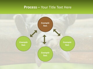 A Cat That Is Laying Down On A Bench PowerPoint Template