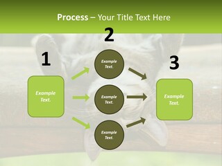 A Cat That Is Laying Down On A Bench PowerPoint Template