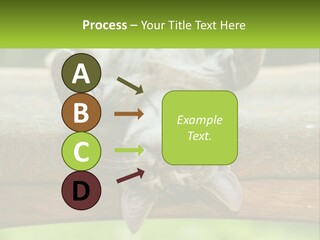 A Cat That Is Laying Down On A Bench PowerPoint Template