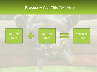 A Cat That Is Laying Down On A Bench PowerPoint Template