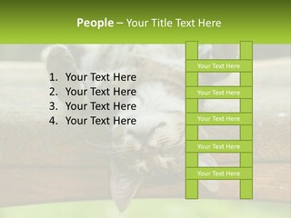 A Cat That Is Laying Down On A Bench PowerPoint Template