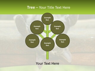 A Cat That Is Laying Down On A Bench PowerPoint Template