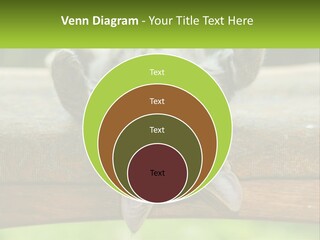 A Cat That Is Laying Down On A Bench PowerPoint Template