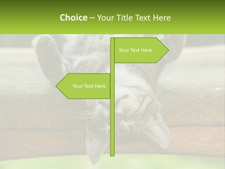 A Cat That Is Laying Down On A Bench PowerPoint Template