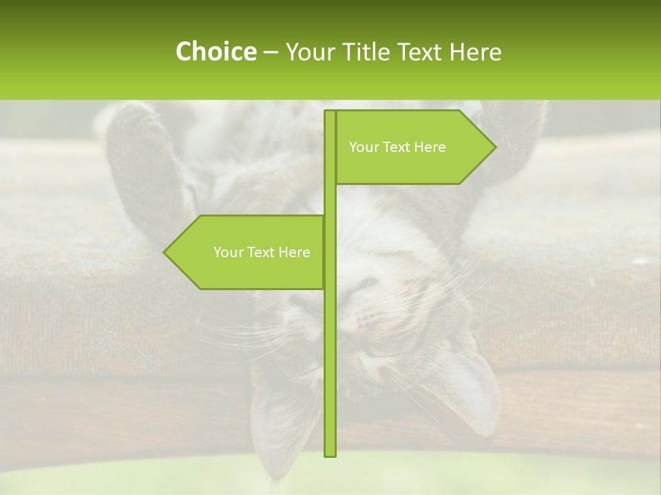 A Cat That Is Laying Down On A Bench PowerPoint Template