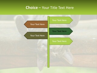 A Cat That Is Laying Down On A Bench PowerPoint Template