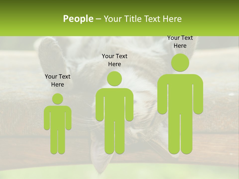 A Cat That Is Laying Down On A Bench PowerPoint Template