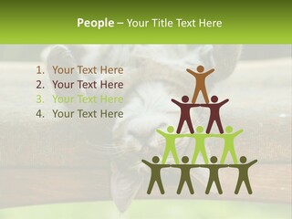 A Cat That Is Laying Down On A Bench PowerPoint Template