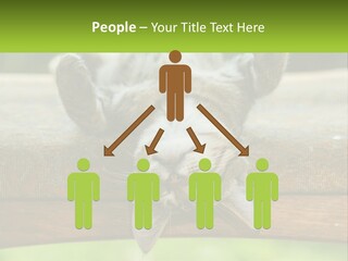 A Cat That Is Laying Down On A Bench PowerPoint Template