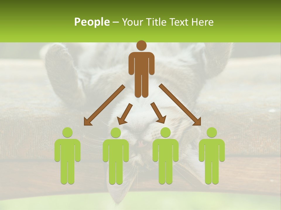 A Cat That Is Laying Down On A Bench PowerPoint Template