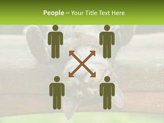 A Cat That Is Laying Down On A Bench PowerPoint Template