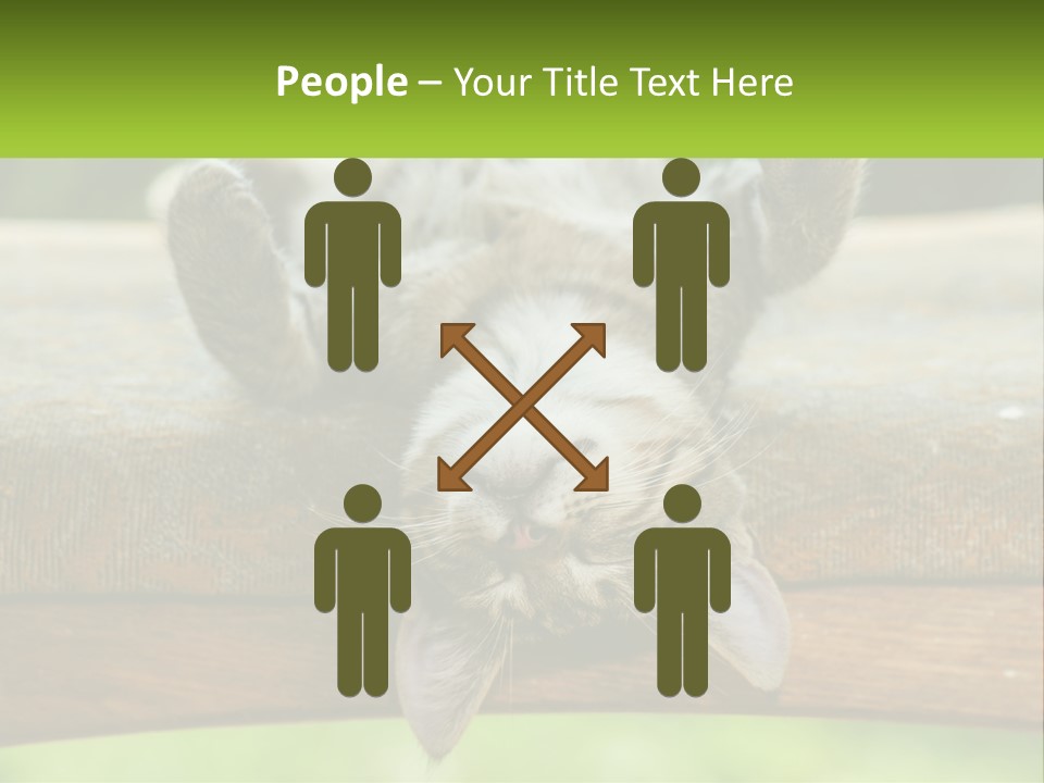 A Cat That Is Laying Down On A Bench PowerPoint Template