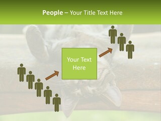 A Cat That Is Laying Down On A Bench PowerPoint Template