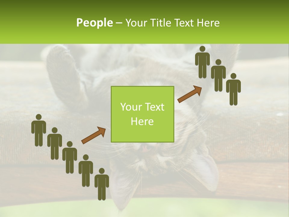 A Cat That Is Laying Down On A Bench PowerPoint Template