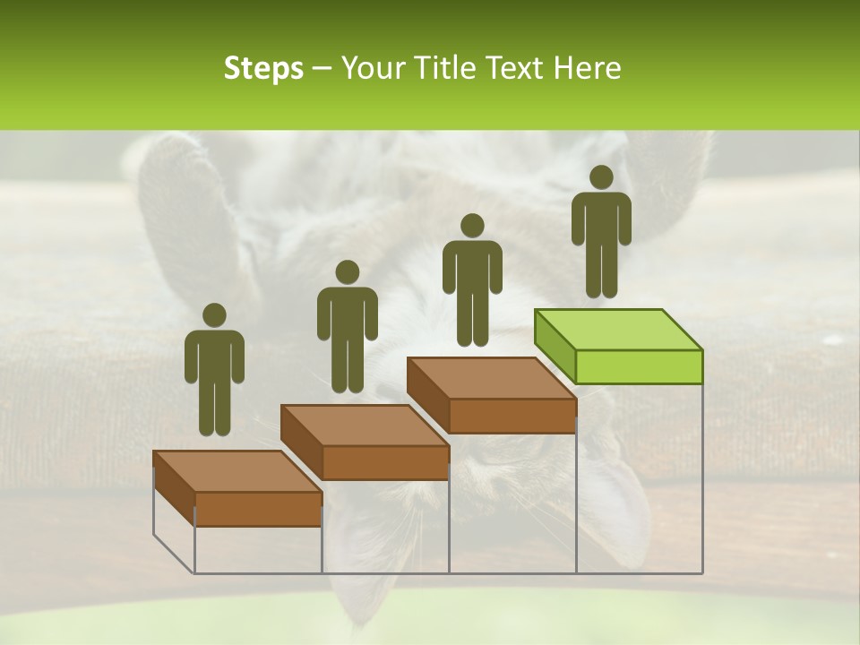 A Cat That Is Laying Down On A Bench PowerPoint Template