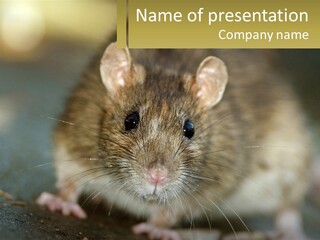 A Brown Rat Sitting On Top Of A Table PowerPoint Template