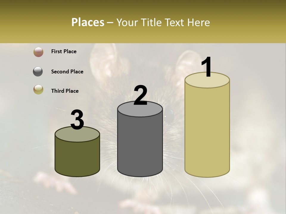 A Brown Rat Sitting On Top Of A Table PowerPoint Template