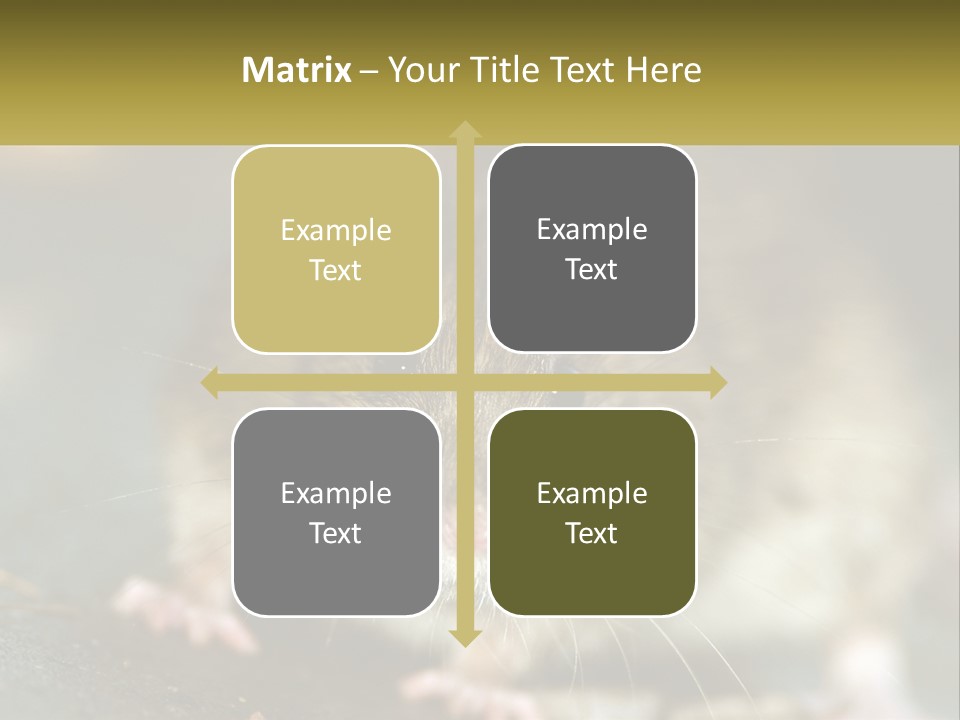 A Brown Rat Sitting On Top Of A Table PowerPoint Template