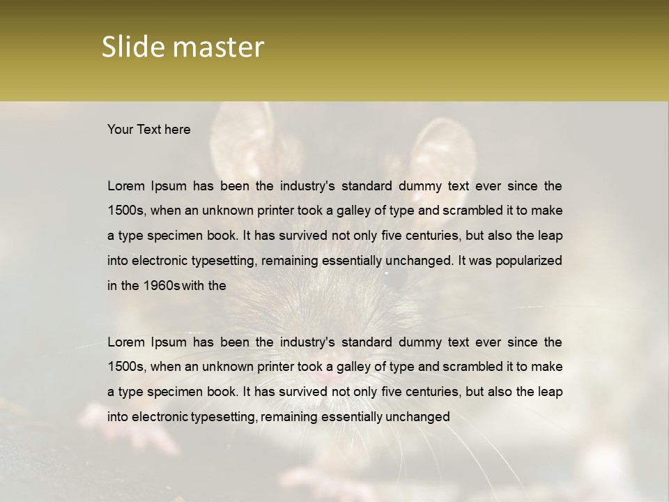 A Brown Rat Sitting On Top Of A Table PowerPoint Template