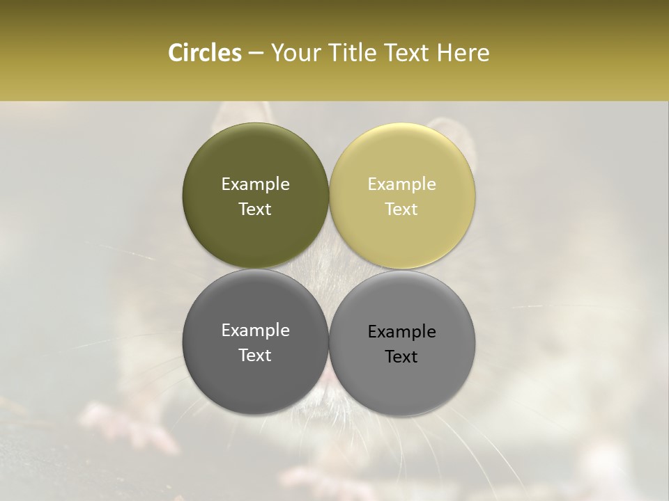 A Brown Rat Sitting On Top Of A Table PowerPoint Template