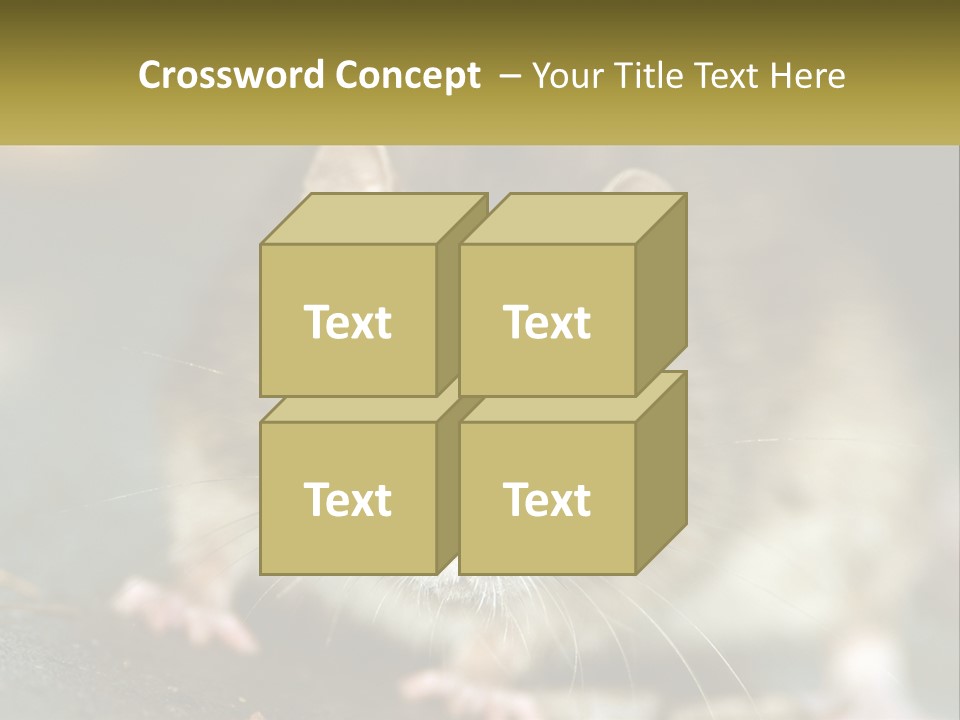 A Brown Rat Sitting On Top Of A Table PowerPoint Template