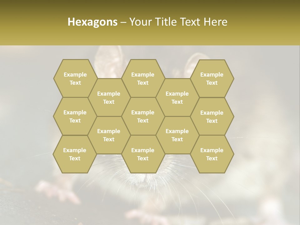 A Brown Rat Sitting On Top Of A Table PowerPoint Template