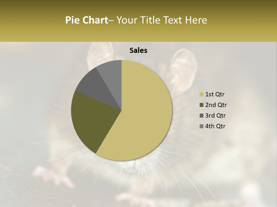 A Brown Rat Sitting On Top Of A Table PowerPoint Template