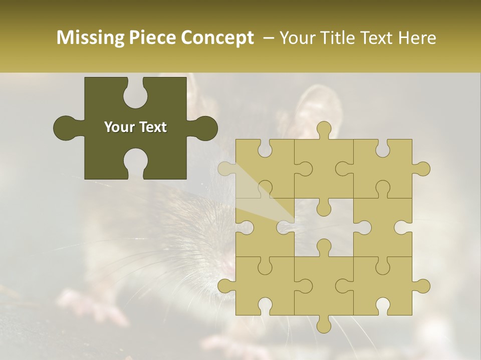 A Brown Rat Sitting On Top Of A Table PowerPoint Template