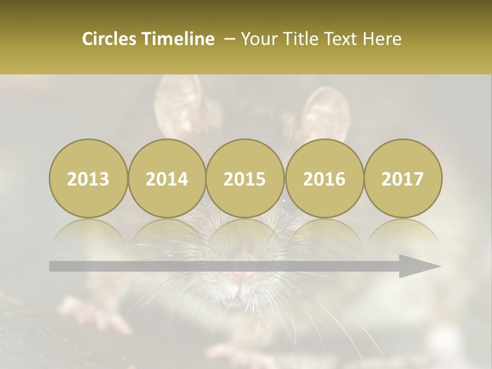 A Brown Rat Sitting On Top Of A Table PowerPoint Template