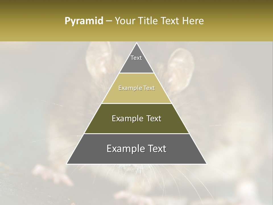 A Brown Rat Sitting On Top Of A Table PowerPoint Template
