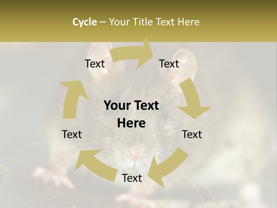 A Brown Rat Sitting On Top Of A Table PowerPoint Template