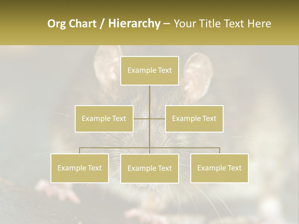 A Brown Rat Sitting On Top Of A Table PowerPoint Template