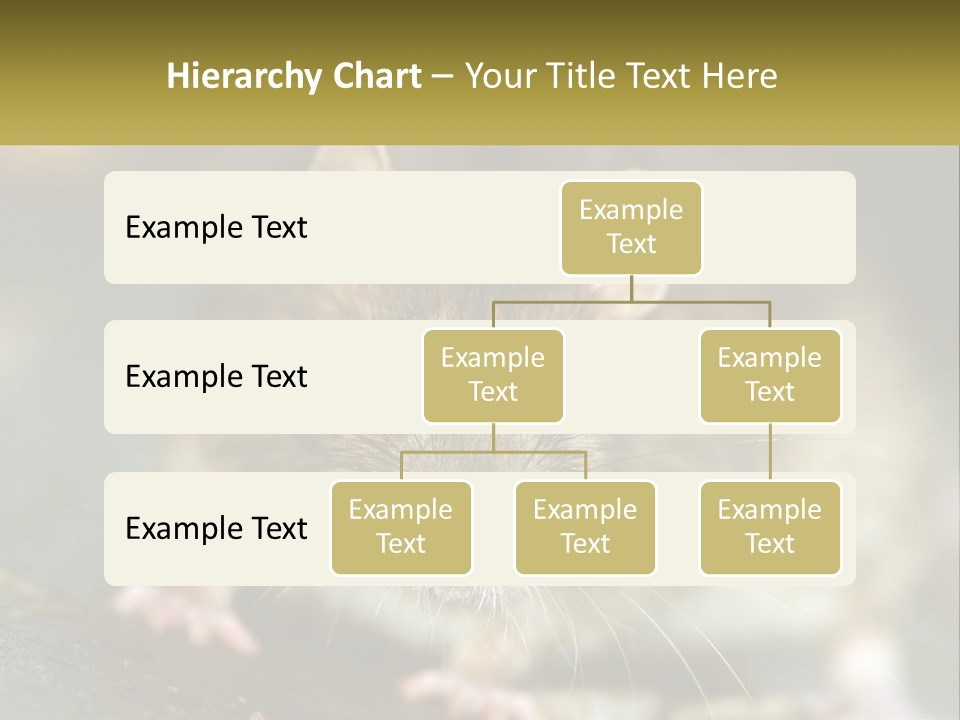 A Brown Rat Sitting On Top Of A Table PowerPoint Template