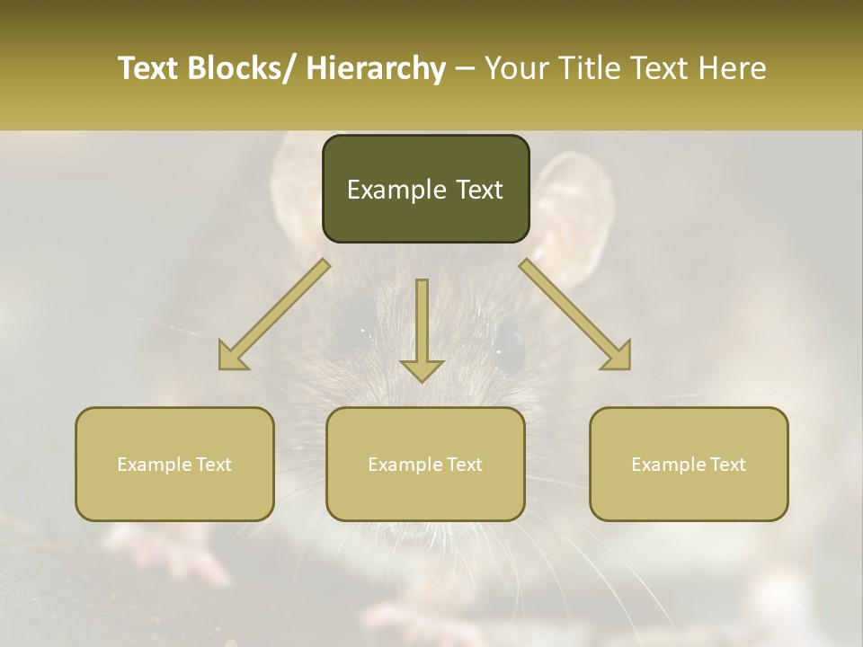 A Brown Rat Sitting On Top Of A Table PowerPoint Template