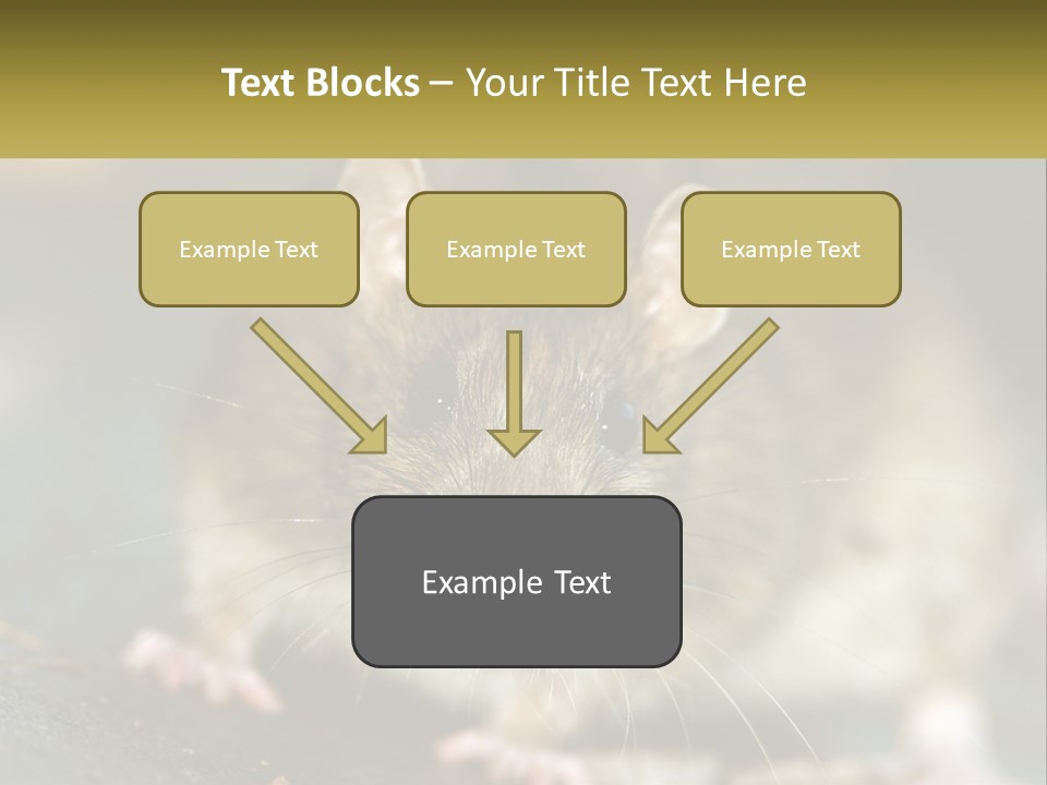 A Brown Rat Sitting On Top Of A Table PowerPoint Template