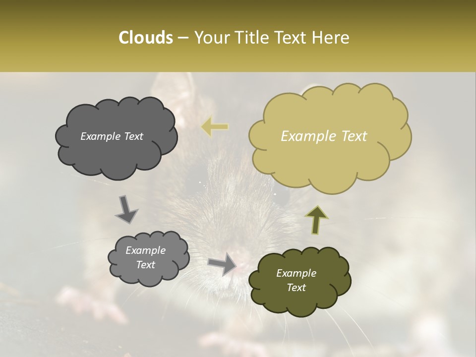 A Brown Rat Sitting On Top Of A Table PowerPoint Template