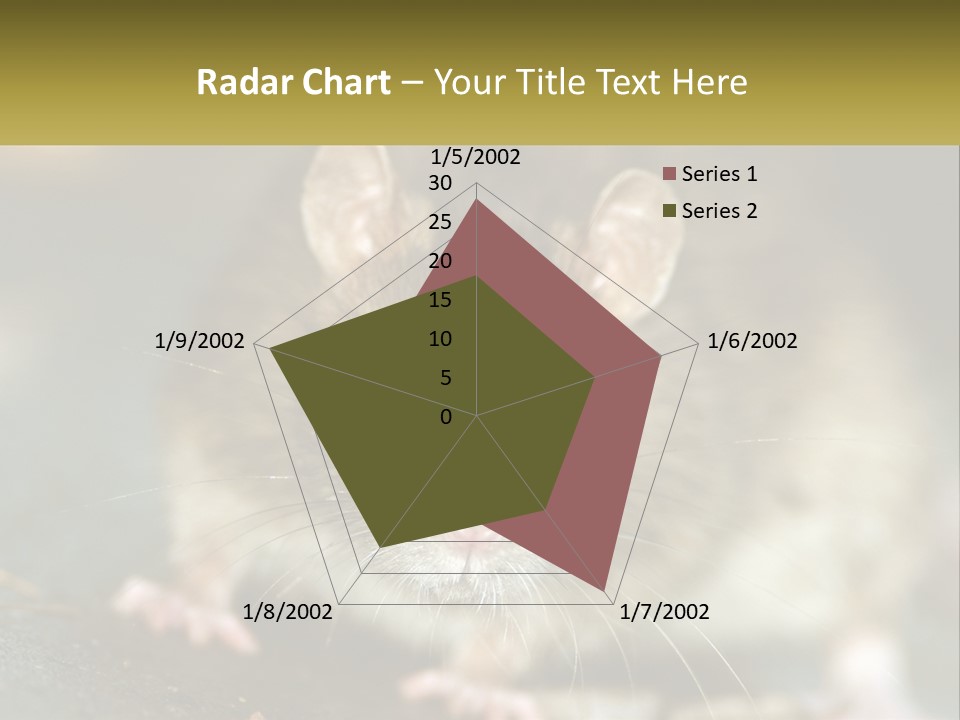 A Brown Rat Sitting On Top Of A Table PowerPoint Template