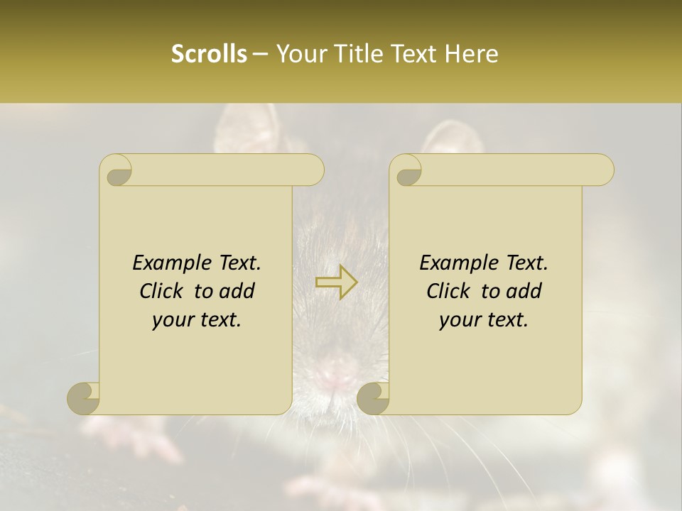 A Brown Rat Sitting On Top Of A Table PowerPoint Template