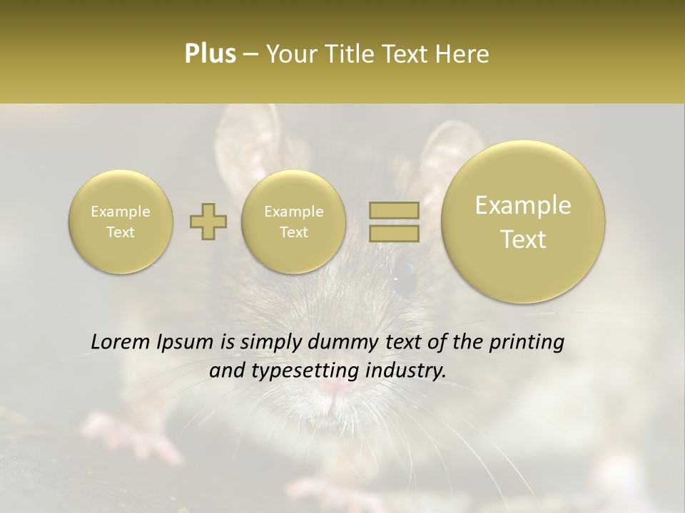 A Brown Rat Sitting On Top Of A Table PowerPoint Template