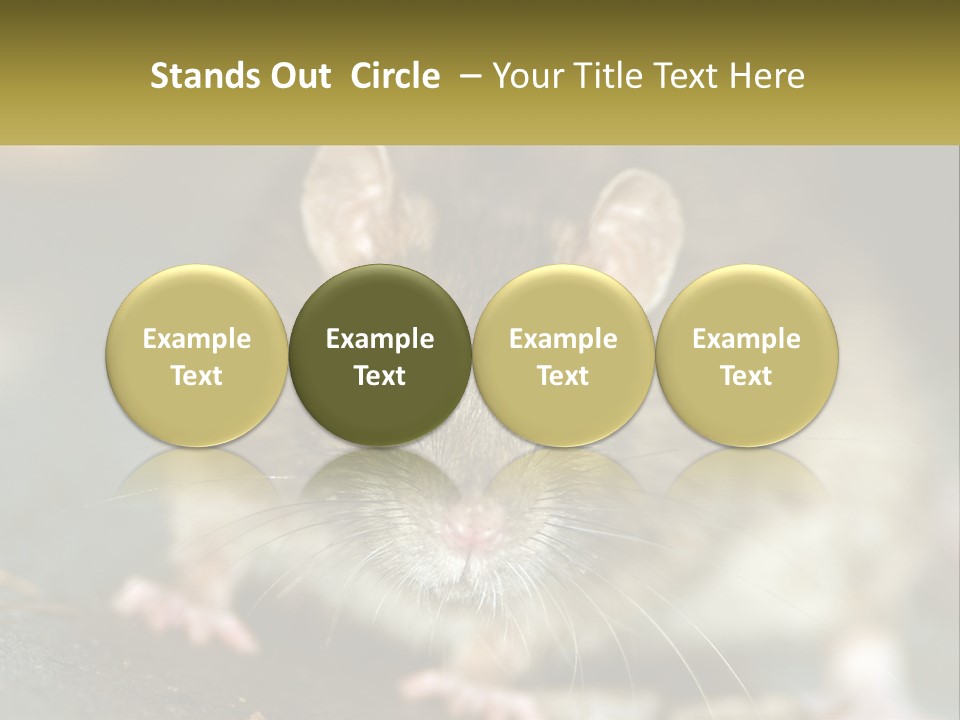 A Brown Rat Sitting On Top Of A Table PowerPoint Template