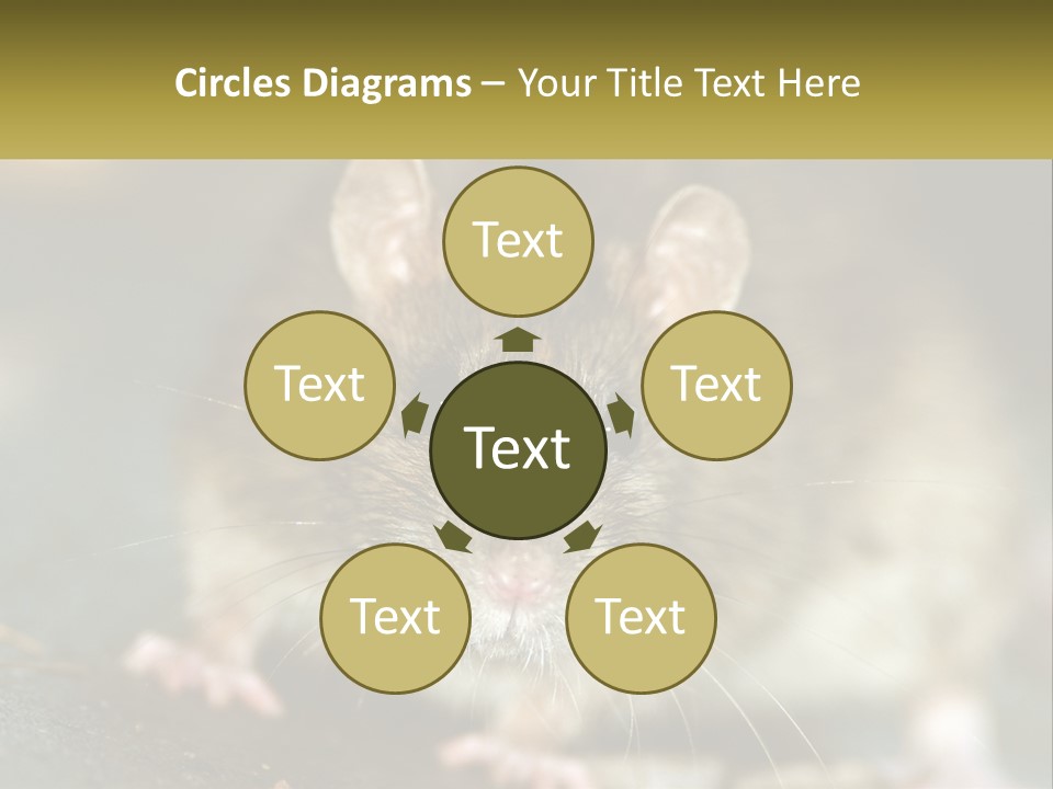 A Brown Rat Sitting On Top Of A Table PowerPoint Template