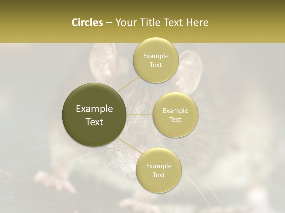 A Brown Rat Sitting On Top Of A Table PowerPoint Template