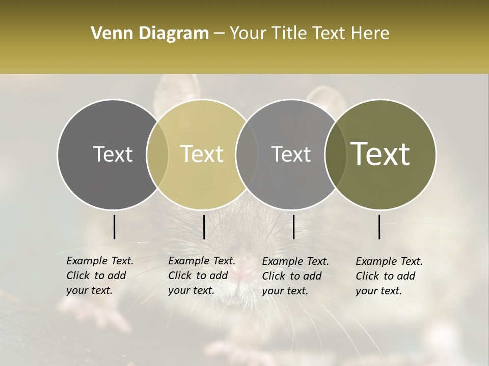 A Brown Rat Sitting On Top Of A Table PowerPoint Template