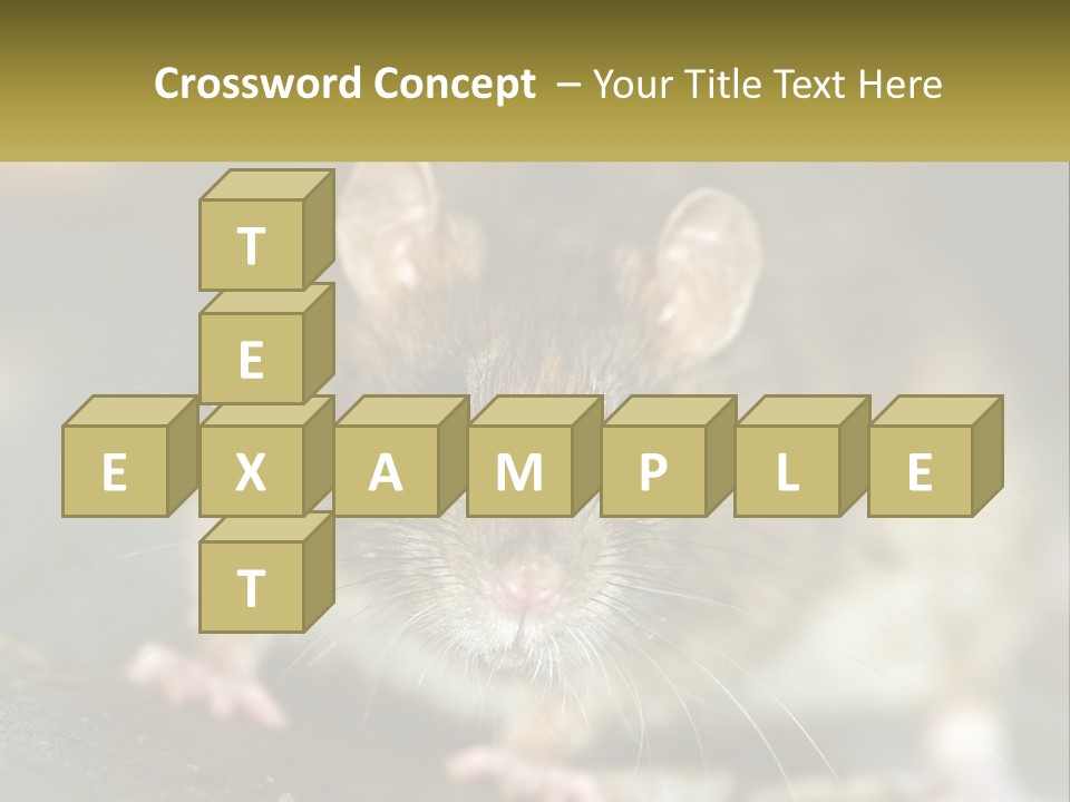 A Brown Rat Sitting On Top Of A Table PowerPoint Template