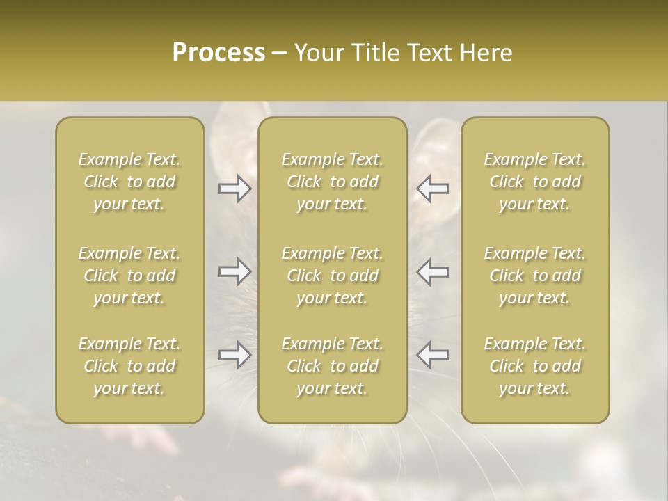 A Brown Rat Sitting On Top Of A Table PowerPoint Template