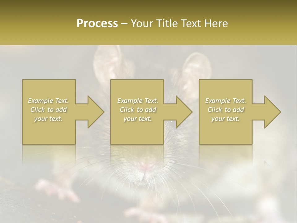 A Brown Rat Sitting On Top Of A Table PowerPoint Template