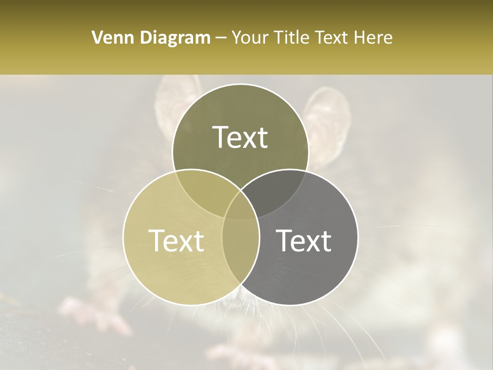 A Brown Rat Sitting On Top Of A Table PowerPoint Template