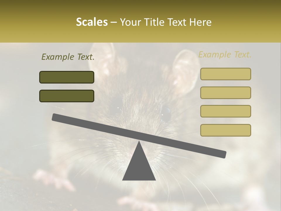 A Brown Rat Sitting On Top Of A Table PowerPoint Template