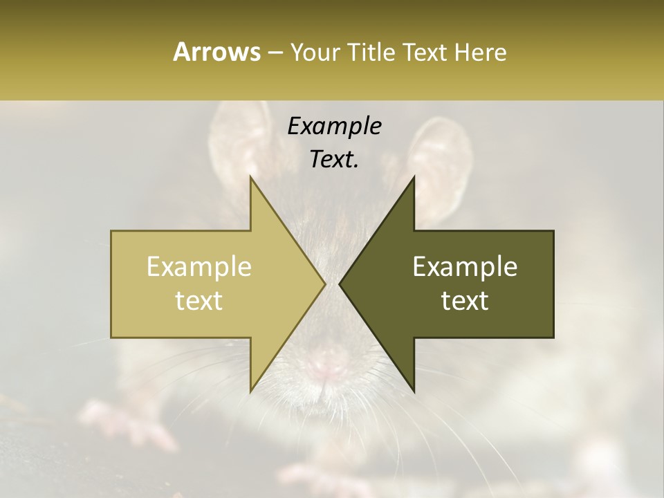 A Brown Rat Sitting On Top Of A Table PowerPoint Template